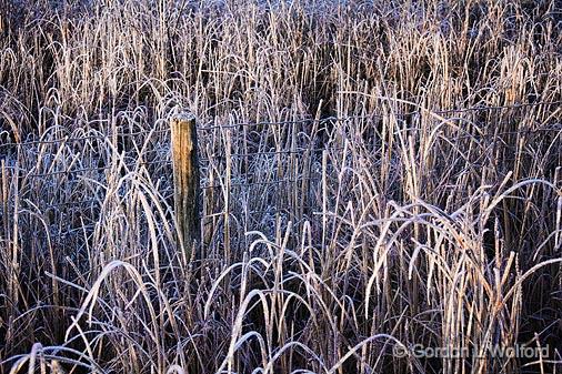 Frosty Grasses_20033.jpg - Photographed near Smiths Falls, Ontario, Canada.